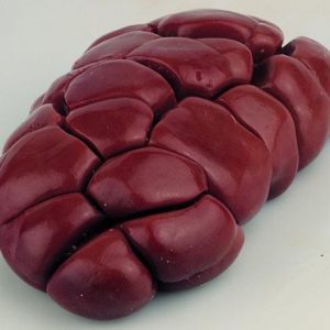 Frozen Buffalo Kidney